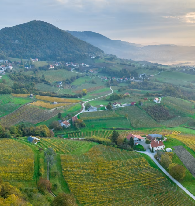 Alsace vin: de vigtigste druesorter i Alsace