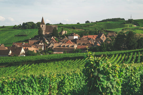 Alsace vin: de vigtigste druesorter i Alsace